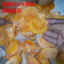 철갑상어키우기 구피암컷 베타암컷 천연 소라 껍질 라지 사이즈 조개구이 조개조개 팬, 06 78화이트전판(2800개)