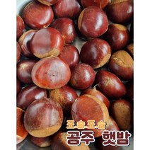 공주밤 옥광밤 햇밤 포슬달달 왕밤, 22년 햇밤, 1개, 1kg