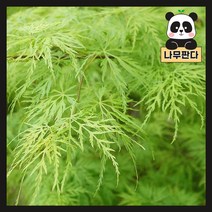 (나무판다) 수양청단풍 나무 묘목 포트, 수양청단풍 포트, 1개