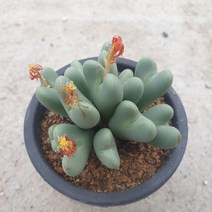 축전(소품 랜덤)