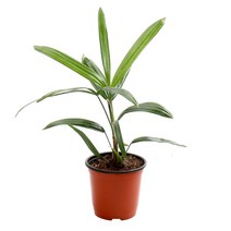 갑조네 관음죽 실내 공기정화식물 인테리어식물 수경식물, 1개, 관음죽(소품)