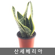공기정화식물 산세베리아-대표적 관상용 공기정화식물