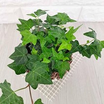 공기청정식물 그늘에서잘자라는식물 넝쿨식물 담쟁이넝쿨 소 습도올리기 실내공기정화식물, 1개