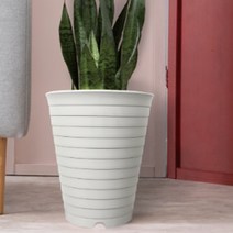 40cm 큰 화분 높은 식물 산세베리아 타이거하니 여인초 키우기, 화이트