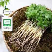 순수 새싹삼 [GAP 인증] 중 100 뿌리 (20~25cm 내외) 1box 선물포장 가능, 선물 포장