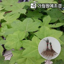 민엄나무 민음나무 1년생 특묘 상묘, 민엄나무 근삽 1년생 특묘(1개)