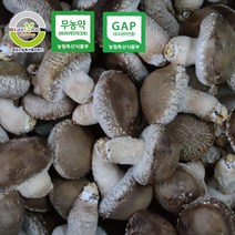 별이네 강원도평창 무농약 송화 송화고 고송 송고 쫄깃한 버섯선물 500g 1kg, 일반500g