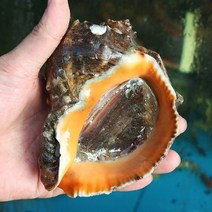 제철 자연산 생물 참소라, 1개, 중 1kg (6-8마리)