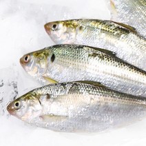 [착한어부] 삼천포 자연산 구이용 전어 2kg