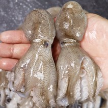 100% 자연산 서천 생물 쭈꾸미 1kg 당일조업 생쭈꾸미 주꾸미 국내산쭈꾸미