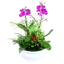 77플라워 만천홍4 서양난 승진 영전 취임 개업식 화분배달 꽃선물 축하난