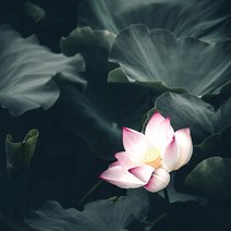 [캔들이케아] 연꽃 블라썸 프래그런스오일 국내산 캔들 디퓨저 향수 석고방향제 섬유탈취제, 100ml
