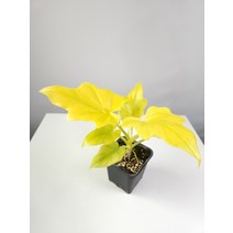 골드셀렘 바르세비치 소품 152569, 1개