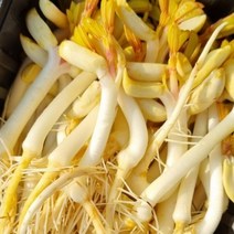 땅콩나물 새싹땅콩 국내산 땅콩 나물 1kg 판매합니다. 머리는 고소 줄기는 아삭 뿌리는 쌉쌀 임산부 건강나물 자연식 영양엑기스 땅콩나물