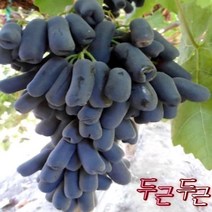 묘목/ 포도나무 스위트사파이어 /접목2년 kk164, 1개