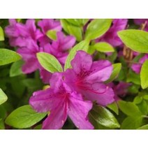 (활엽관목) 영산홍 자산홍 백철쭉 회양목 H0.6~0.7 분달이묘 (5주묶음), 회양목 H0.6 (5주묶음)