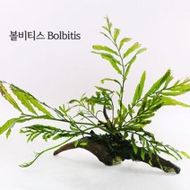 [천삼백케이] [미미네아쿠아] 미미네플랜츠 볼비티스 2벌브, 단품