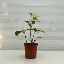 [다은꽃농원]신비로운 무늬를 가진 무늬 싱고니움 키우기쉬운 실내공기정화식물 실내인테리어식물