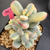 방울복랑금(23)111