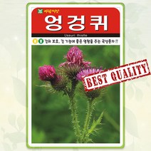엉겅퀴 씨앗 100립 나물 산나물 약초 종자 씨 봄 여름 가을 엉겅퀴씨 AR
