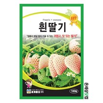 흰딸기 100립 / 딸기 씨앗 종자 과일