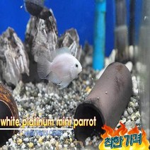 패럿 ( 혈앵무) 준성어 2마리 키우기쉬운열대어, 안전포장