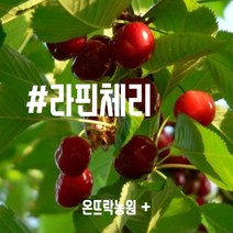 라핀체리(온뜨락농원) 접목1년생-상묘