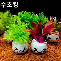 수초킹 귀여운 화분 수초 1포트 5천원 * 키우기 쉬운 열대어 새우 은신처