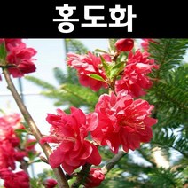 꽃복숭아(홍도화) R3cm 개화주(분) 1개/나무 묘목/활엽수/정원용