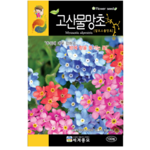 고산물망초 꽃씨 100립 꽃씨키우기