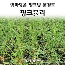 [모종심는아빠] 앞마당을 핑크빛 물결로 가득 핑크뮬리 모종 5치컵 조경용, 모종1컵