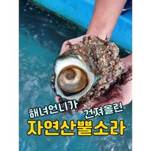 [보물섬해녀언니] 해녀가 직접잡은 자연산 뿔소라 1kg, 대(7-9미)