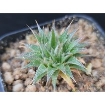 브레비폴리아-239