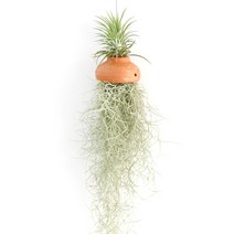 갑조네 수염틸란드시아 (토분) 중 공기정화식물 미세먼지제거 공중식물, 30.수염틸란드시아(토분/중)