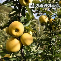 사과나무 유실수 정원수 가림원예조경, 시나노골드 접목1년