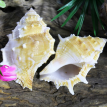 프록쉘 (1.8~2.5cm) 소라게쉘, 소~중:2.2~2.5cm