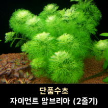 자이언트 암브리아 (2줄기)