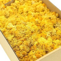 모스이끼 황노랑 D-05-031