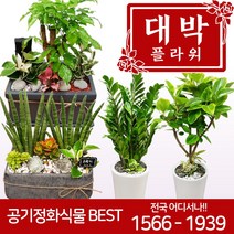대박플라워 공기정화식물 개업화분 집들이 인테리어 관엽식물 꽃배달, 21.행운목, 1개