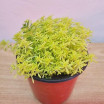 꽃용 황금세덤 소품