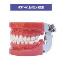 치아모형 교육 모델 구강 구강 병리학 수복 모델 표준 임플란트 금형 의사 환자, 치아 모델 hst-ai 단단한 잇몸 28 치아 p