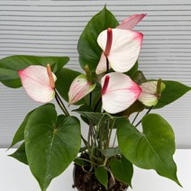 [다은꽃농원]안시리움(엘레강스) 안수리움 키우기쉬운 실내공기정화식물 유해물질 제거 인테리어