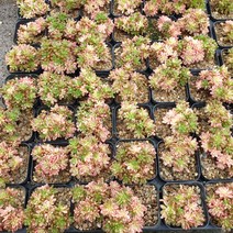 소인제금(소품 랜덤)