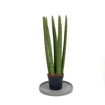 콩고 큰 화분 실내공기정화식물 화분 미세먼지, 콩고(대품), 1개