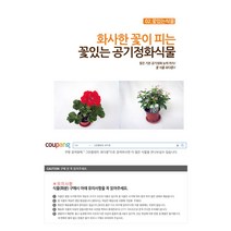 그린플랜트 꽃화분 꽃있는 식물 (색상품종랜덤), 빈카마이너