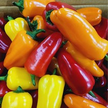 고당도 국내산 미니파프리카 500g 1kg 2kg, 1박스, 미니 파프리카 1kg