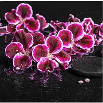 [더위치]로즈제라늄향 100ml Rose geranium 프래그런스오일 FO