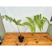 오!플랜트 (단일상품)키보티움 바로메츠 황금원숭이고사리 털고사리 나무고사리 희귀고사리