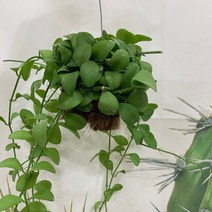 디시디아그린 행잉식물 실내공기정화식물 디시디아그린 행잉식물 실내공기정화식물, 1개