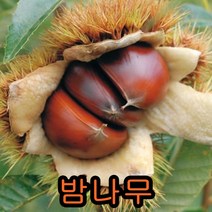 밤나무 접1년특묘 1그루+ 왕오디나무 1그루 묶음 나무 묘목 과일나무 유실수